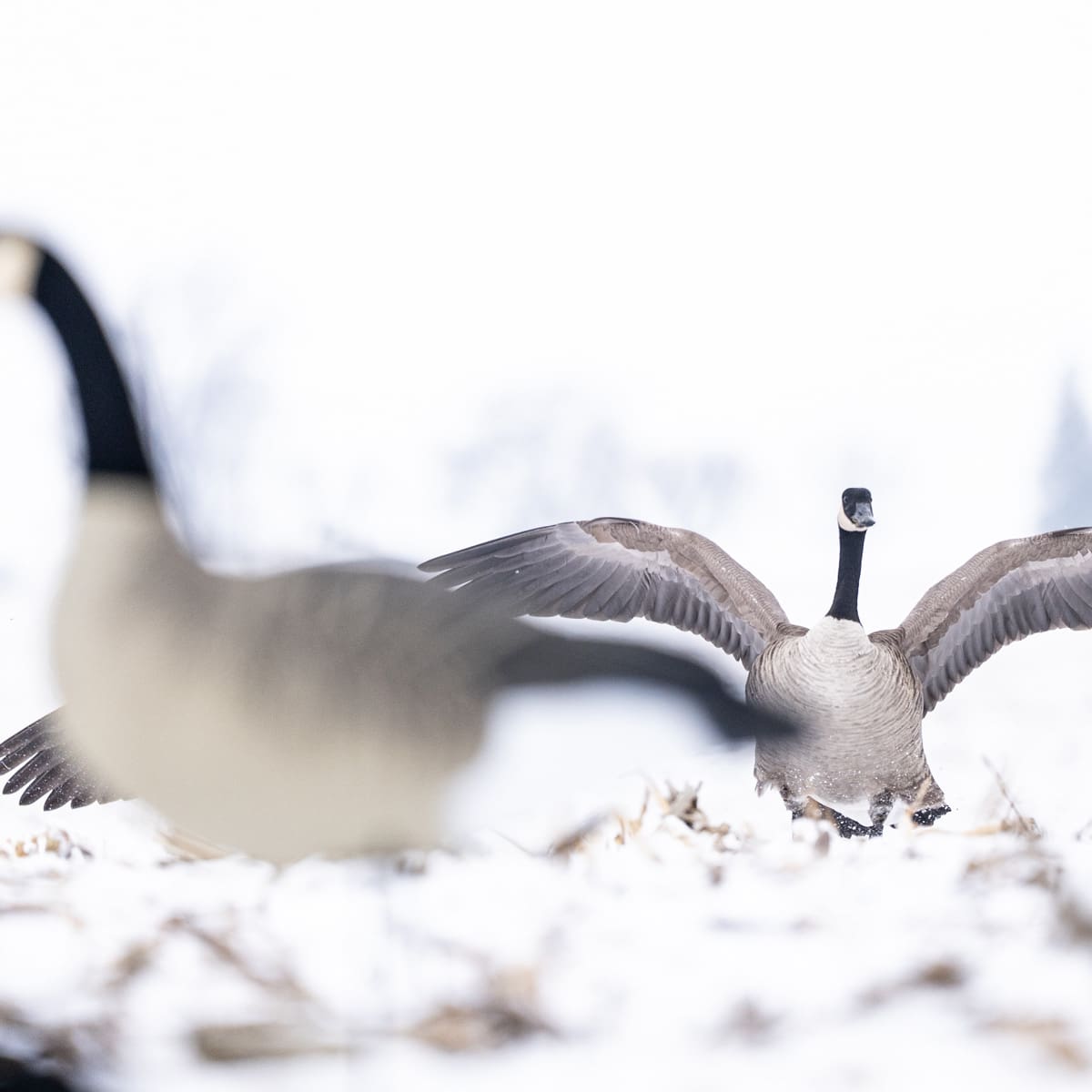 Canada goose with its wings out over snow-covered corn stubble with a full body decoy in the foreground