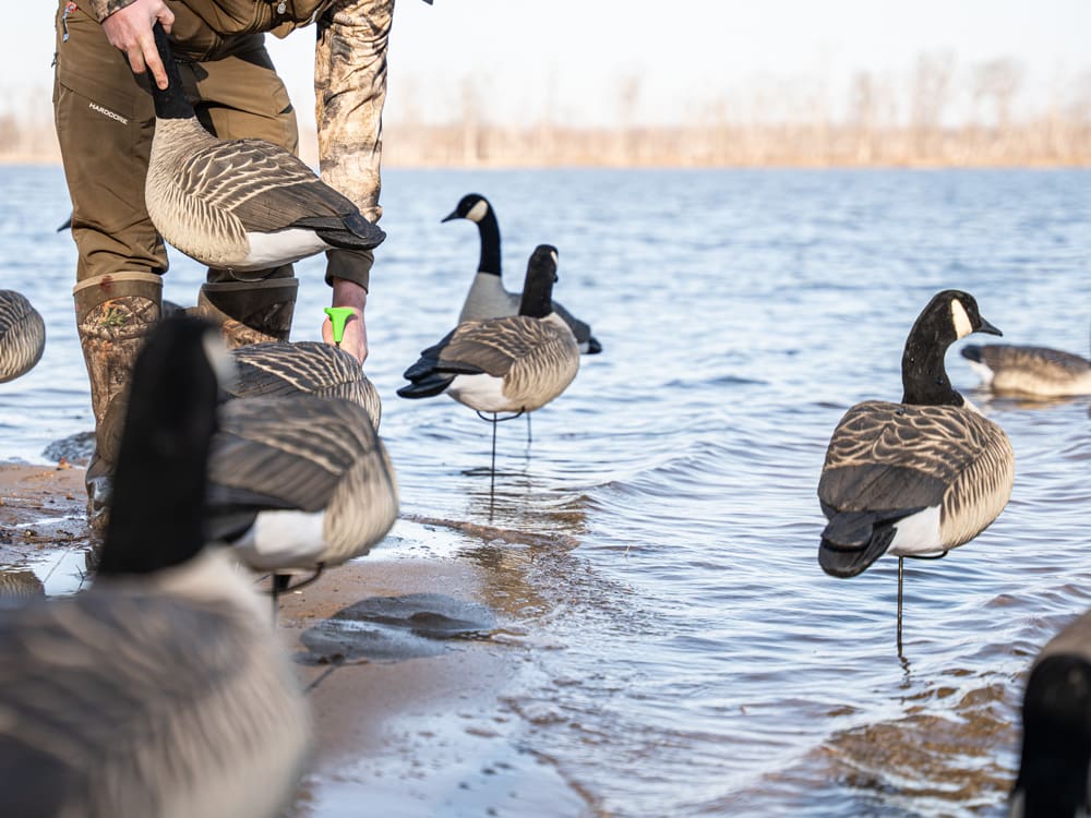 Hardcore flocked head full body Canada goose decoys standing at the water's edge