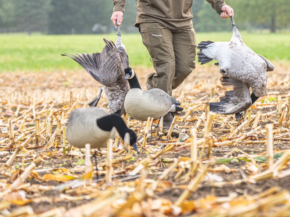 Hardcore full body Canada goose decoys on TruMotion 2.0 bases in cut corn stubble