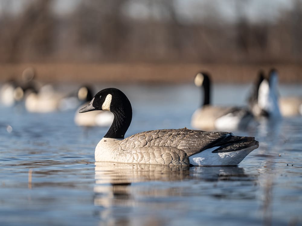 Hardcore Canada goose floater decoy riding marsh water with the spread behind it