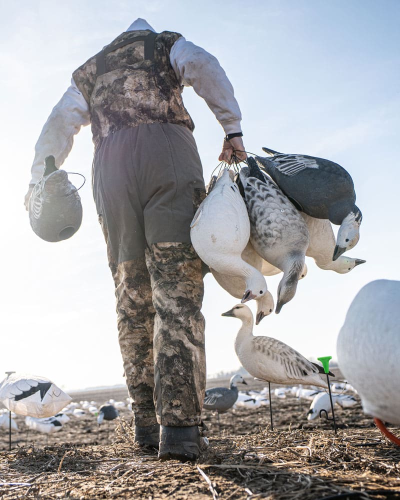 Hunter carrying Hardcore snow, blue and juvenile goose full body decoys and TruMotion 2.0 stakes into the spread