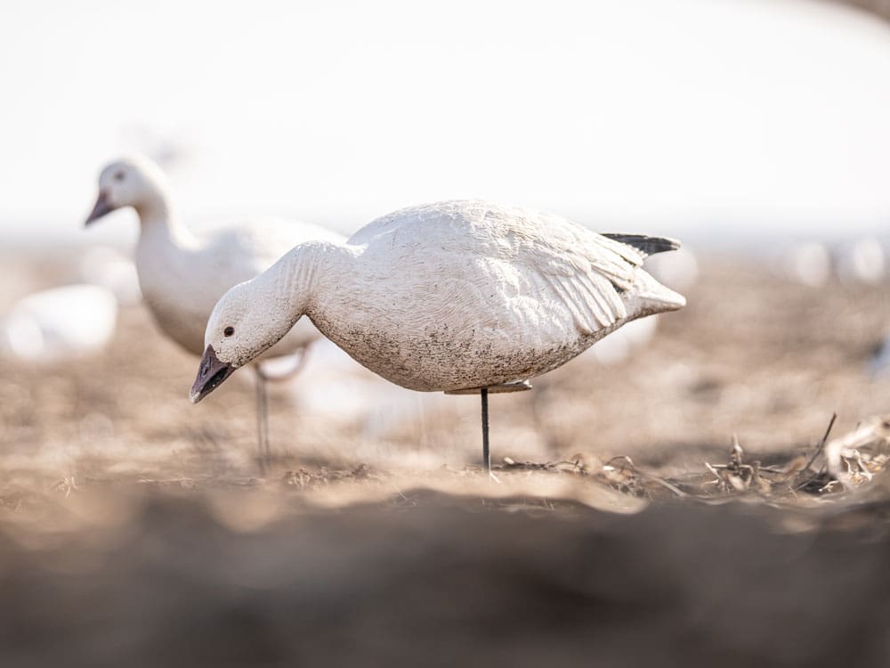 Hardcore Rugged Series full body snow goose Touchdown decoys in a stubble field