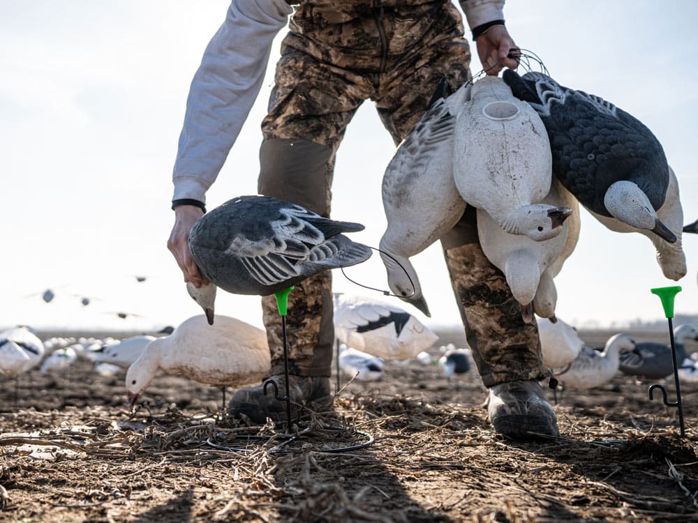 Hunter setting Hardcore Rugged Series full body snow and blue goose decoys in a stubble field