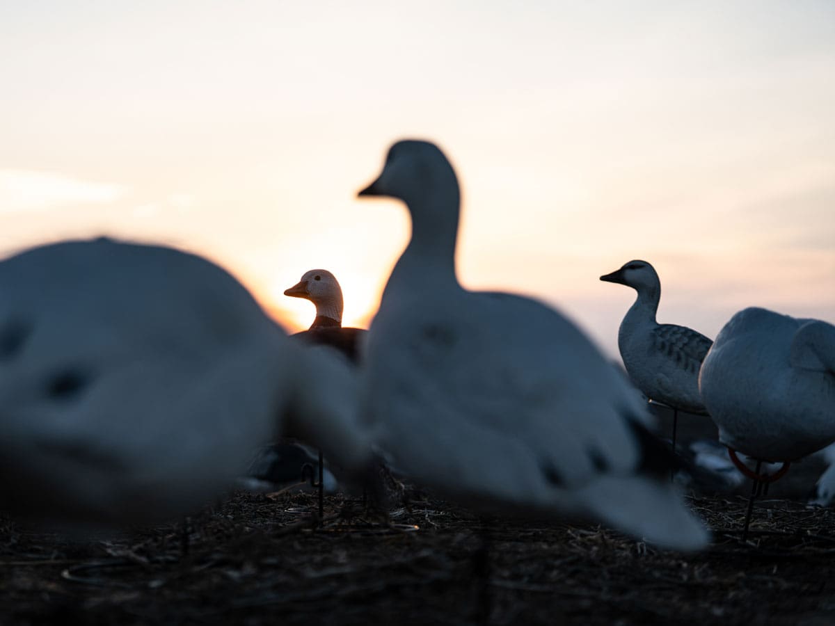 Low view of Hardcore snow and blue goose full body decoys in a field at sunset