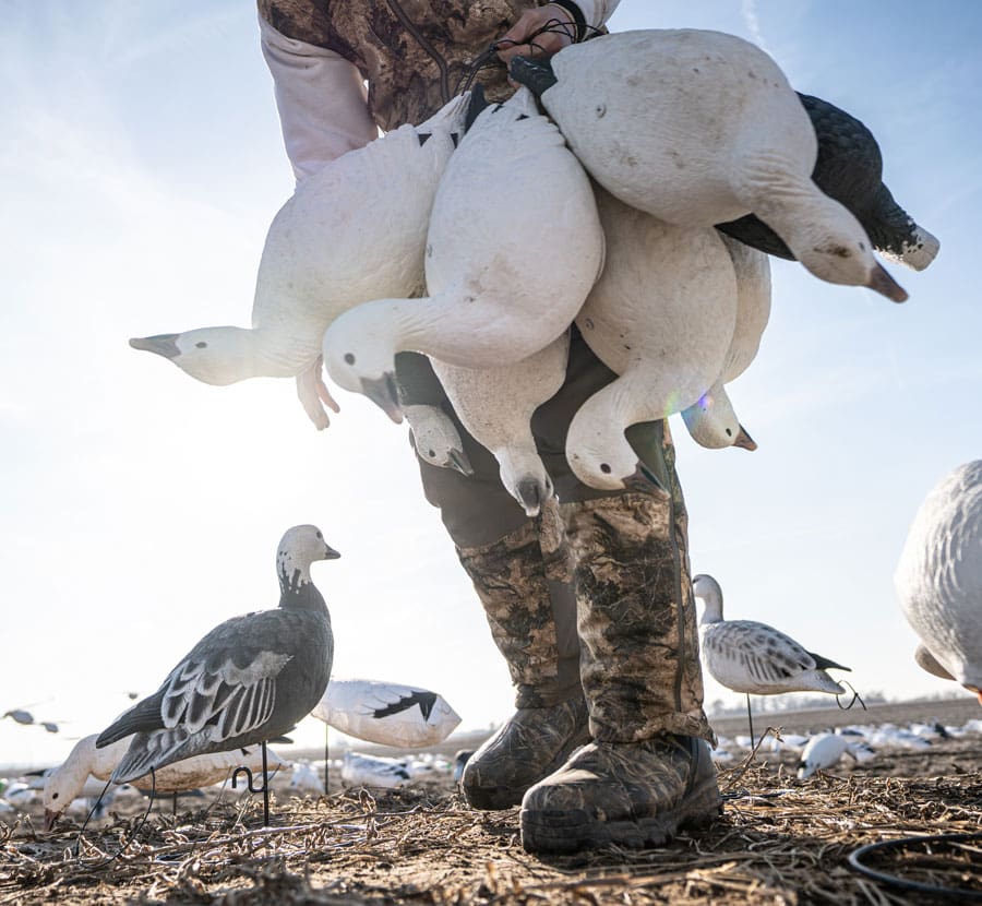 Low view of a hunter carrying an armload of Hardcore snow goose full body decoys across a spring stubble field
