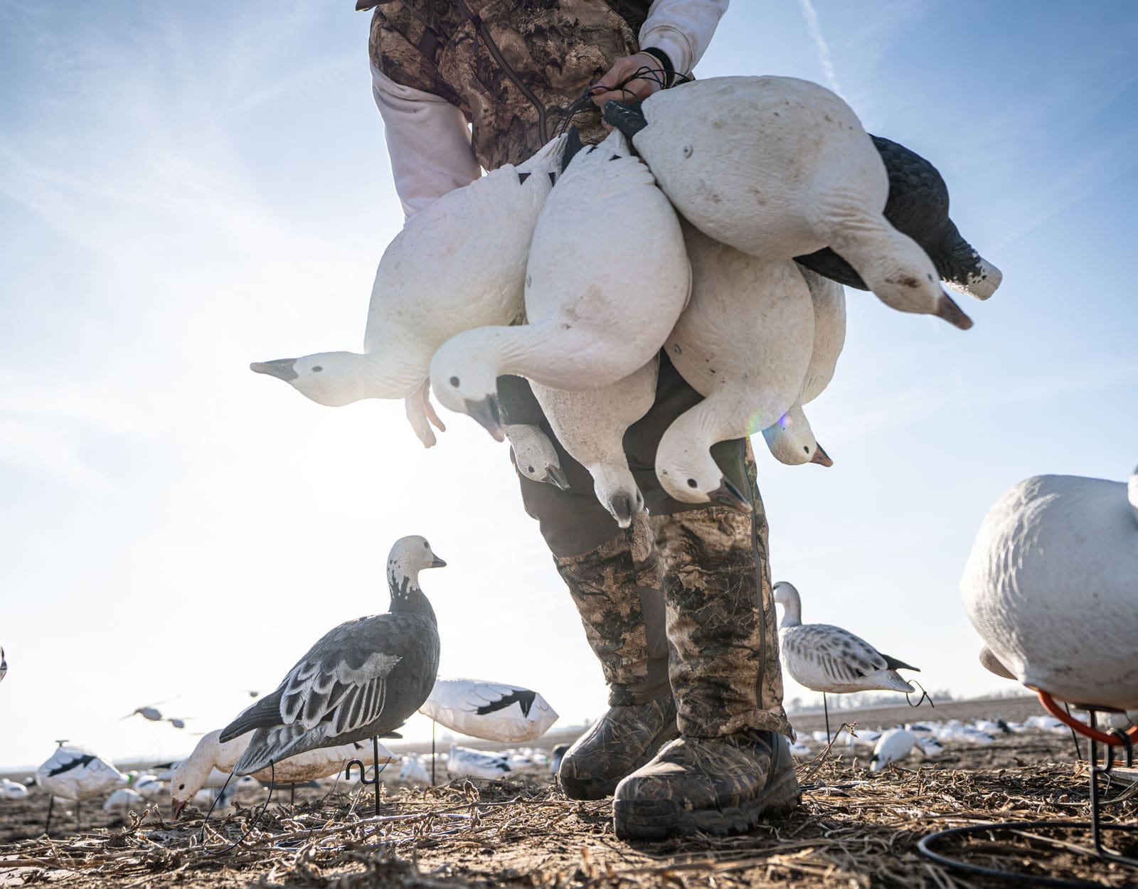 Low view of a hunter carrying an armload of Hardcore snow goose full body decoys across a spring stubble field