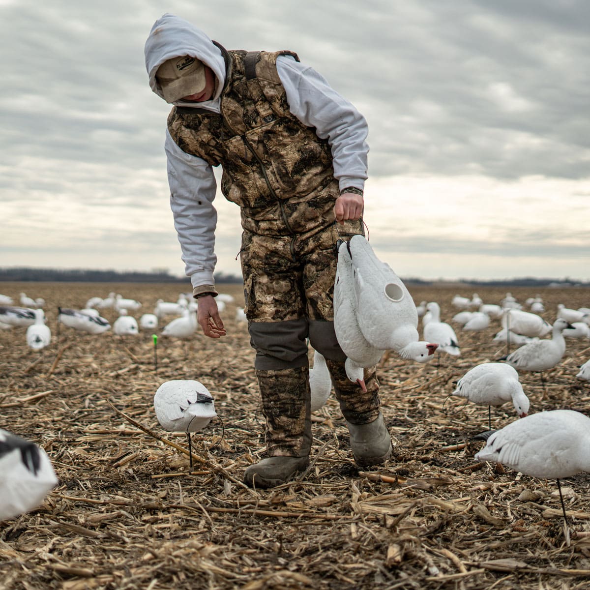 Hunter in white setting Hardcore snow goose full body decoys in loose family groups