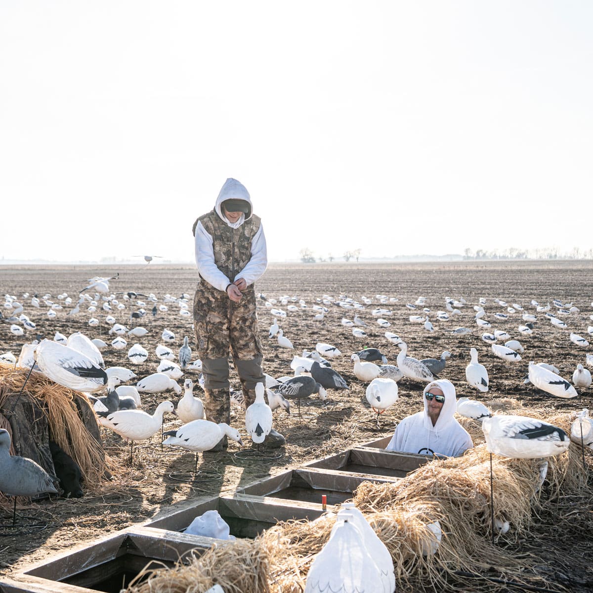 Hunter in white standing in a large full body snow goose spread beside layout blinds brushed in with stubble