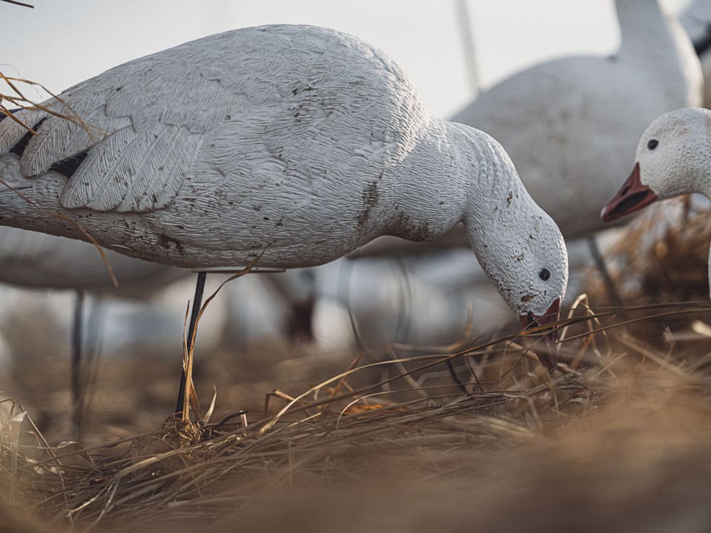 Close view of Hardcore snow goose full body feeder decoys showing the paint detail