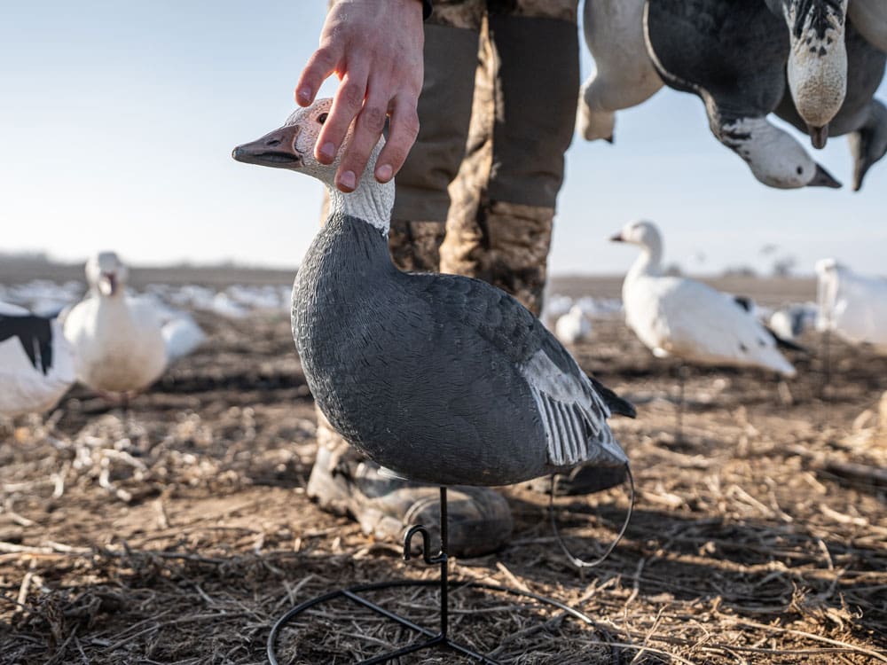 Hunter setting a Hardcore blue goose full body decoy on its TruMotion 2.0 field stake