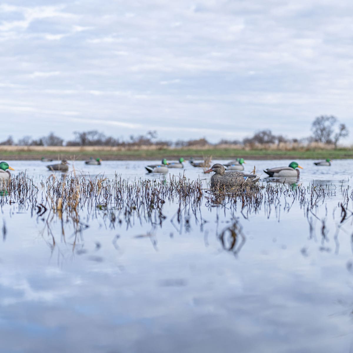 Hardcore mallard floater decoys spread across a flooded marsh
