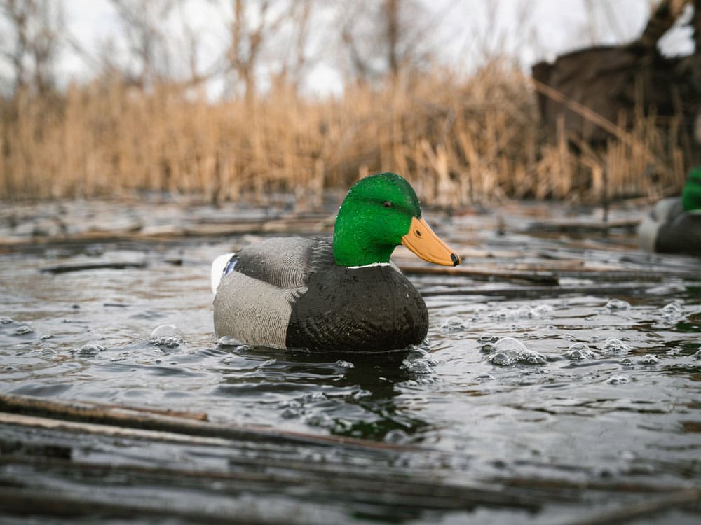 Hardcore Rugged Series flocked head mallard drake decoy on marsh water