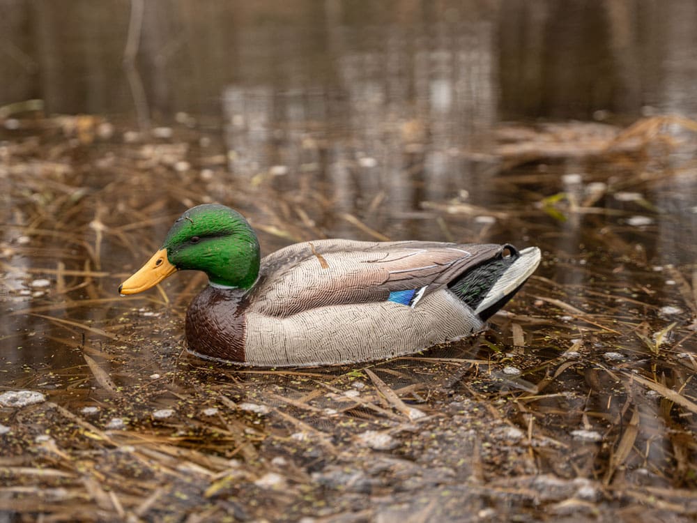 Hardcore Rugged Series Standard Mallard drake decoy on timber water