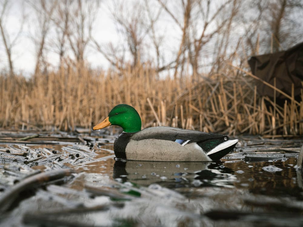 Close view of a Hardcore flocked head mallard drake decoy on marsh water