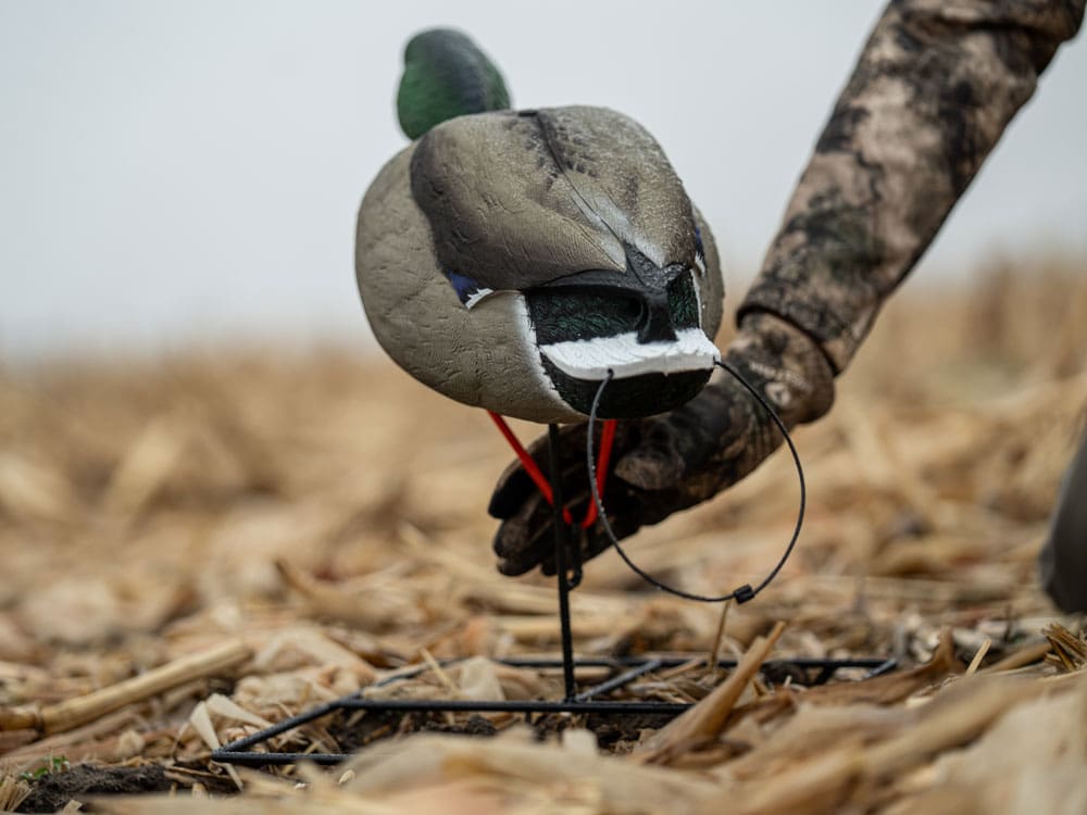 Hardcore Full Body Mallard decoys on TruMotion 2.0 stakes in a cut field