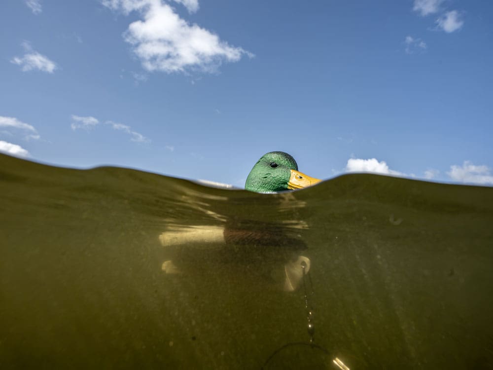 Split view of a Hardcore mallard drake decoy above the water with its keel visible below the surface