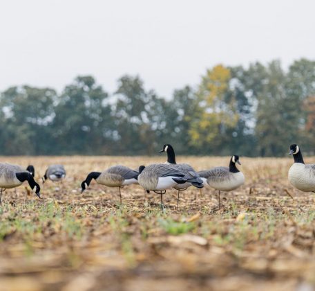 Wide view of a finished Canada goose decoy spread along a tree line